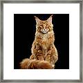Portrait Of Ginger Maine Coon Cat Isolated On Black Background Framed Print