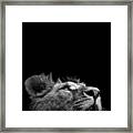Portrait Of Lion In Black And White Iii Framed Print