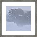 Portrait Of Musk Ox Fighting A Winter Snow Blizard Framed Print