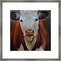 Portrait Of Sally The Cow Framed Print