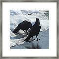 Posing Crows Framed Print