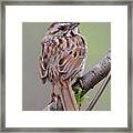 Posing Framed Print