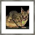 Possums - Mum And Baby By Kaye Menner Framed Print