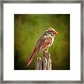 Posted Female Cardinal Sunny Green Framed Print