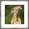 Posted Finch Framed Print
