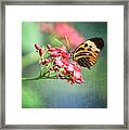 Postman Butterfly In Dawn's Light Framed Print