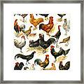 Poultry Framed Print