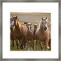 Powderhorn Mares And Foals I Framed Print