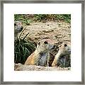 Prairie Dog Family Framed Print