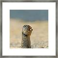 Prairie Dog Framed Print