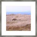 Prairie Framed Print