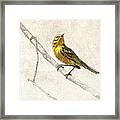 Prairie Warbler Photographic Drawing Framed Print