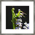 Praying Mantis On Flower Framed Print