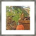 Precious Pumpkin Framed Print