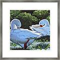 Preening Framed Print