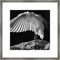 Preening Great Egret By H H Photography Of Florida Framed Print