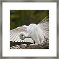 Preening Framed Print