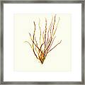 Pressed Seaweed Print, Scytosiphon Simplicissimus, Falmouth Foreside, Maine. Framed Print