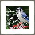 Pretty Blue Jay Framed Print