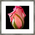 Pretty In Pink Rosebud Framed Print