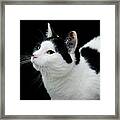 Pretty Kitty Cat 2 Framed Print
