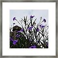 Pretty Picture Framed Print