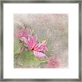 Pretty Pink Hibiscus Framed Print