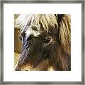 Pretty Pony Framed Print