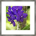 Pretty Purple Orchds Framed Print
