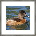 Pretty Ring-necked Duck Framed Print