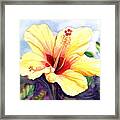 Pretty Yellow Hibiscus Framed Print
