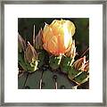 Prickly Pear Cactus Framed Print