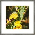 Prickly Pear Cactus In Bloom Framed Print