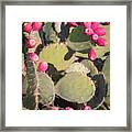 Prickly Pear Cactus Framed Print