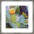 Prickly Pear In Bloom Framed Print