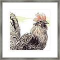 Pride Of A Rooster Framed Print