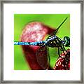 Profile Of A Dragonfly 003 Framed Print