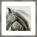 Profile Of A Horse Framed Print