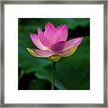 Profile Of A Lotus Lily Framed Print