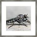 Profile Of A Robber Fly Framed Print