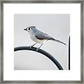 Profile Of A Tufted Titmouse Framed Print