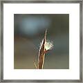 Promise Of Renewal Framed Print