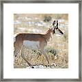 Pronghorn Antelope In Grand Teton Framed Print