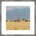 Pronghorn Herd Near The Rocky Mountains Framed Print