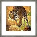 Prowling Tiger Framed Print