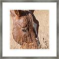 Pryor Mountain Wild Mustang Cropped Framed Print