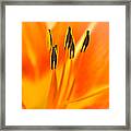 Psychedelic Daylily Framed Print