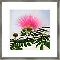 Puff Of Pink - Mimosa Flower Framed Print