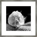 Puff Paw Framed Print