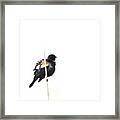 Puffed Up Red-winged Blackbird Framed Print